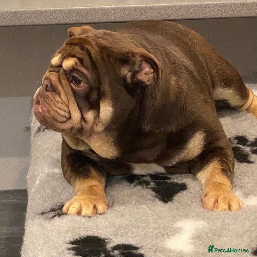 English Bulldog dogs for sale: English bulldog female  - Advert 2