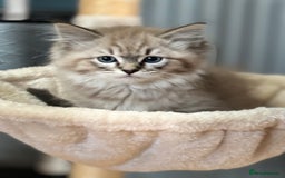 Ragdoll cats for sale: 2 Stunning 3/4 Ragdoll boys available now - Image 3