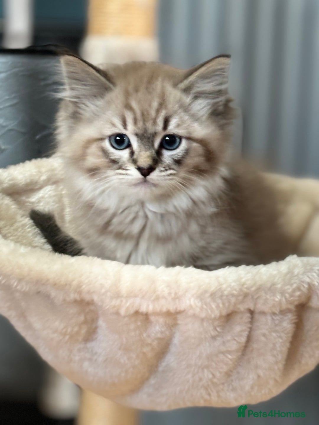 Ragdoll cats for sale: 2 Stunning 3/4 Ragdoll boys available now - Image 3