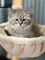 Ragdoll cats - Advert 6