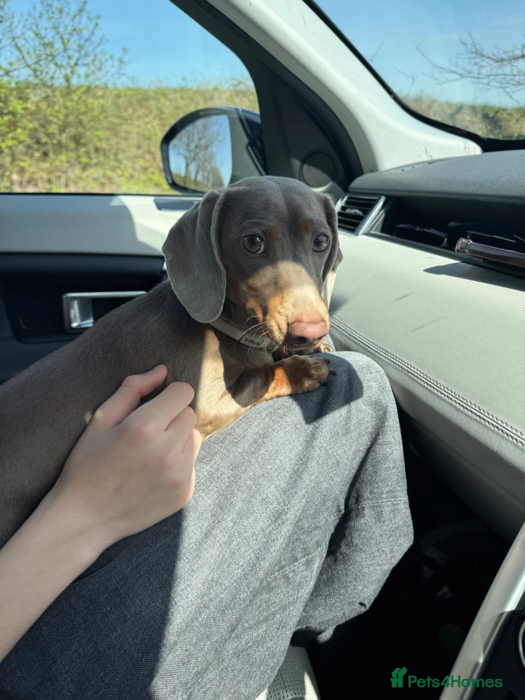 Miniature Dachshund dogs for sale: Champagne coloured mini dachshund  in Norwich - Advert 9