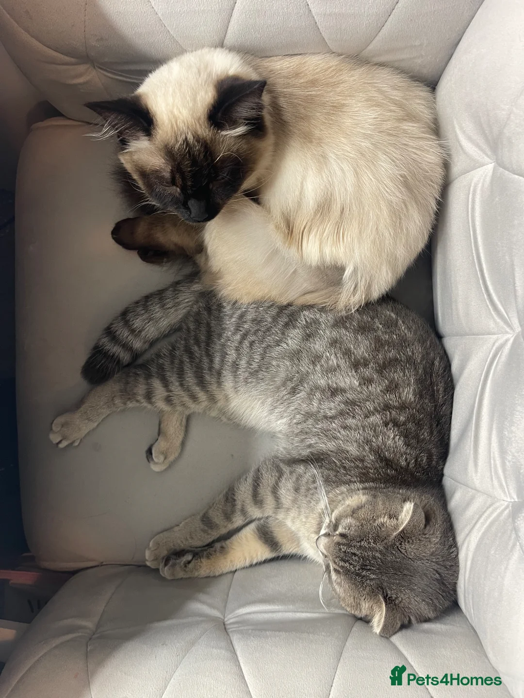 Scottish Fold cats for sale: 🐾 2 Indoor Cats (Ragdoll & Scottish Fold) 🐾 in Boston - Advert 1