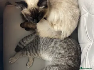 Scottish Fold cats 🐾 2 Indoor Cats (Ragdoll & Scottish Fold) 🐾 - Advert 1