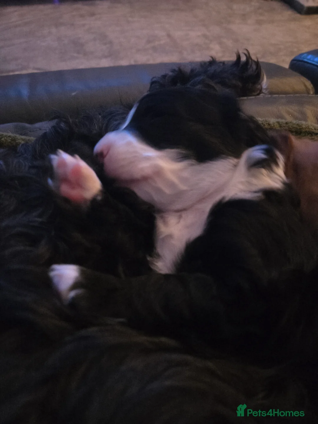 Cockapoo dogs for sale: Rebecca sheldrick  - Advert 5