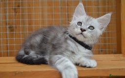 Maine Coon cats for sale: Maine coon kitten silver ticked girl TICA tested - Image 9