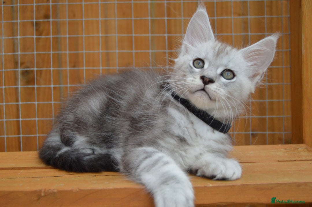 Maine Coon cats for sale: Maine coon kitten silver ticked girl TICA tested - Image 9