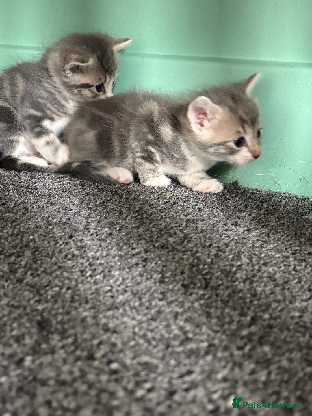 Mixed Breed cats for sale: 2 female grey tabby kittens  - Image 2
