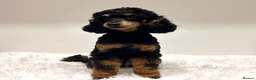 Miniature Poodle dogs for sale: Beautiful rare RKC Phantom Miniature Poodle - Advert 3