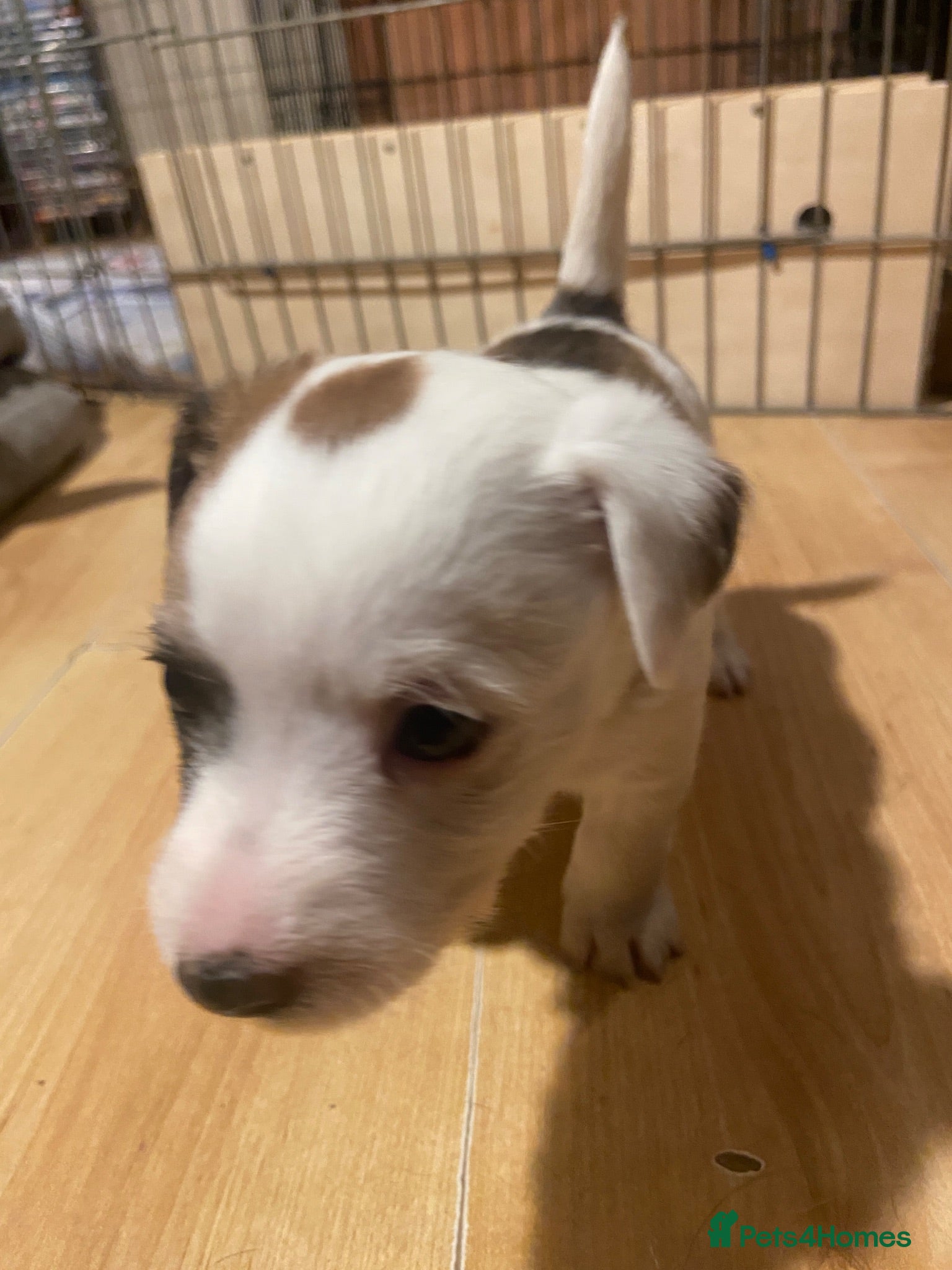 Jack Russell dogs 2 beautiful Jack Russell pups left  - Advert 2