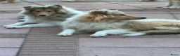 Rough Collie dogs for sale: KC Registered Sable and white puppy bitch - Advert 5