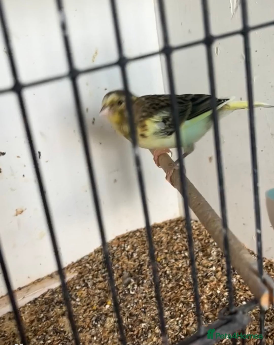 Canaries birds for sale: Variegated canaries - Advert 2