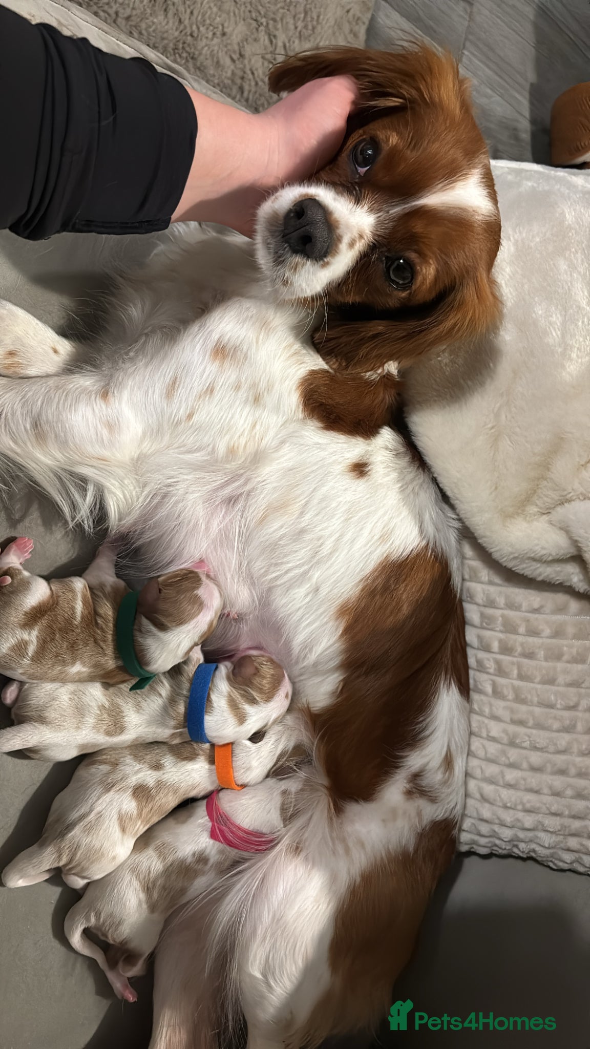 Cavalier King Charles Spaniel dogs Cavalier king charles spaniels 3 males left - Advert 4