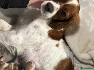 Cavalier King Charles Spaniel dogs Cavalier king charles spaniels 3 males left - Advert 4