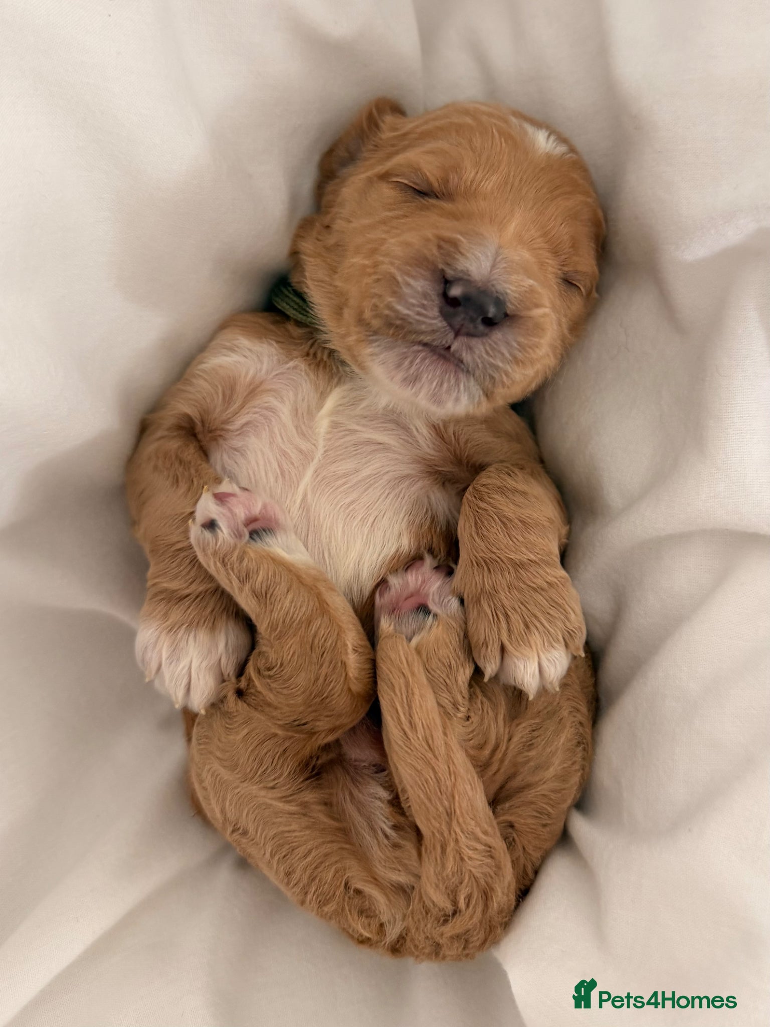 Mini Goldendoodle dogs 🐾AUSTRALIAN DOUBLE DOODLES🐾 health tested!! - Advert 6