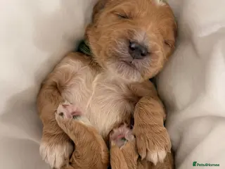 Mini Goldendoodle dogs 🐾AUSTRALIAN DOUBLE DOODLES🐾 health tested!! - Advert 6
