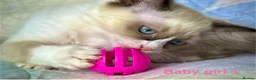 Ragdoll cats for sale: Socialised Baby Ragdoll Kittens ready now  - Advert 16