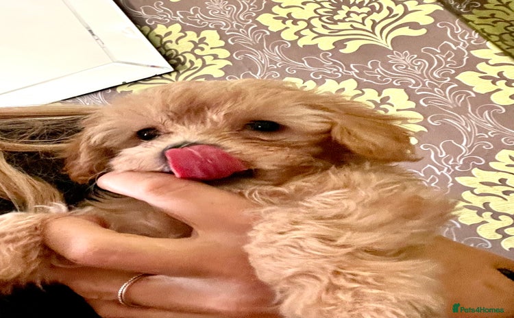 Maltipoo dogs - Advert 3