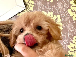 Maltipoo dogs - Advert 2