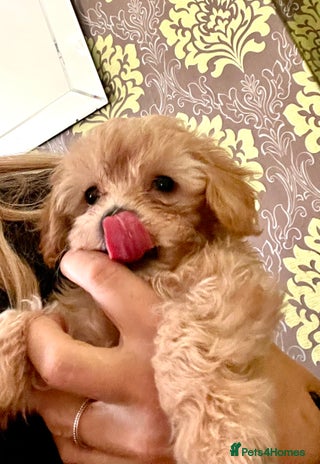 Maltipoo dogs - Advert 6