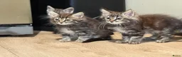 Mixed Breed cats for sale: 🐾 6 Beautiful Bengal × British Longhair Kittens🐾 - Advert 10