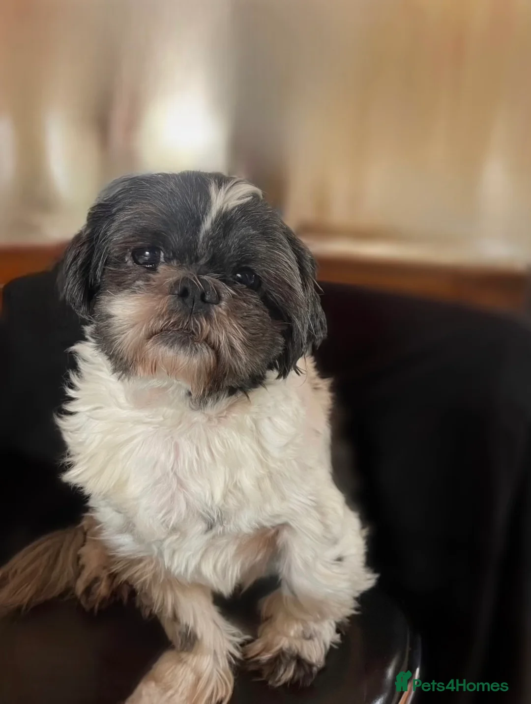 Shih Tzu dogs for sale: Beautiful male Shih Tzu. - Advert 1