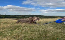 Miniature Dachshund dogs for sale: Miniature Long haired Dachshund Lilac and Tan - Image 7