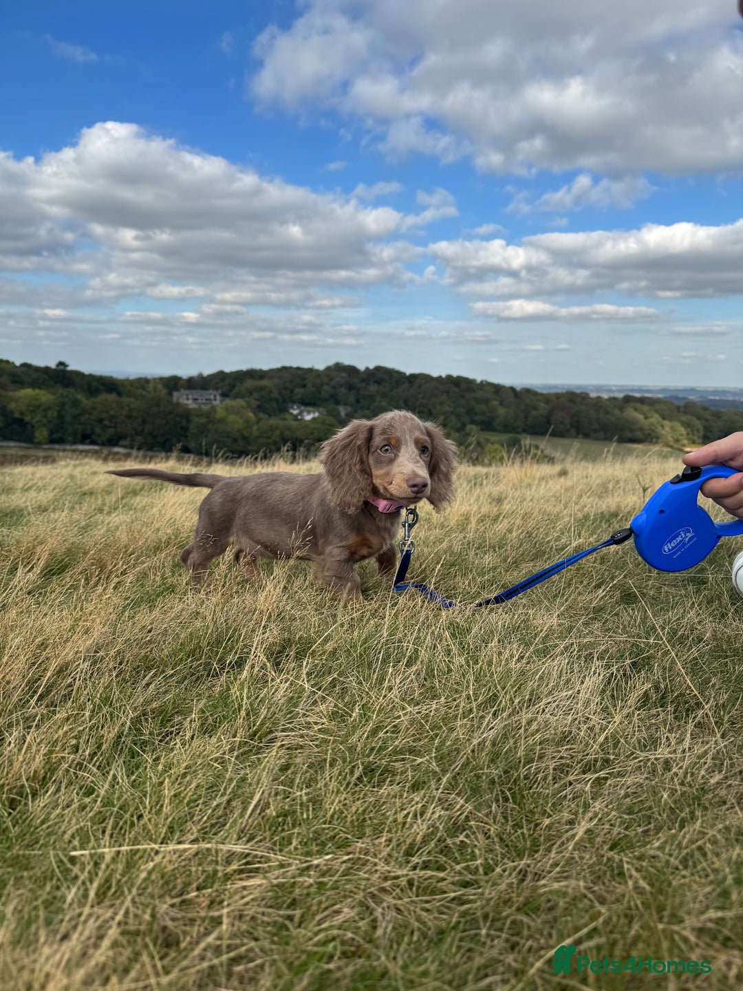 Miniature Dachshund dogs for sale: Miniature Long haired Dachshund Lilac and Tan - Image 7