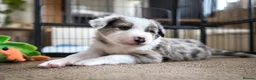 Mixed Breed dogs for sale: Beardie border x blue merle and tri coloured - Advert 30