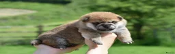 Japanese Shiba Inu dogs for sale: Exceptional Japanese Shiba Inu Puppies - Advert 14
