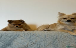 Pomeranian dogs for sale: XS Pomeranian puppy boy  - Image 9