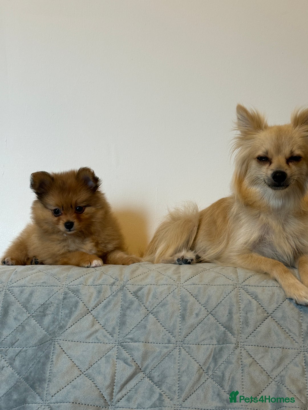 Pomeranian dogs for sale: XS Pomeranian puppy boy  - Image 9