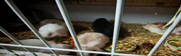 Mini Lop rabbits for sale: Pure Bred Mini Lop - Advert 2