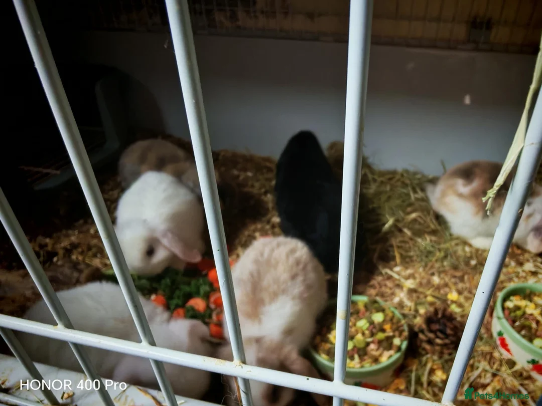 Mini Lop rabbits for sale: Pure Bred Mini Lop - Advert 2