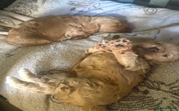 Cavapoo dogs for sale: Beautiful F1b cavapoo puppies - Image 6