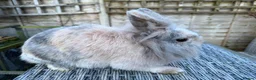 Lionhead rabbits for sale: Gorgeous female lionhead  - Advert 3