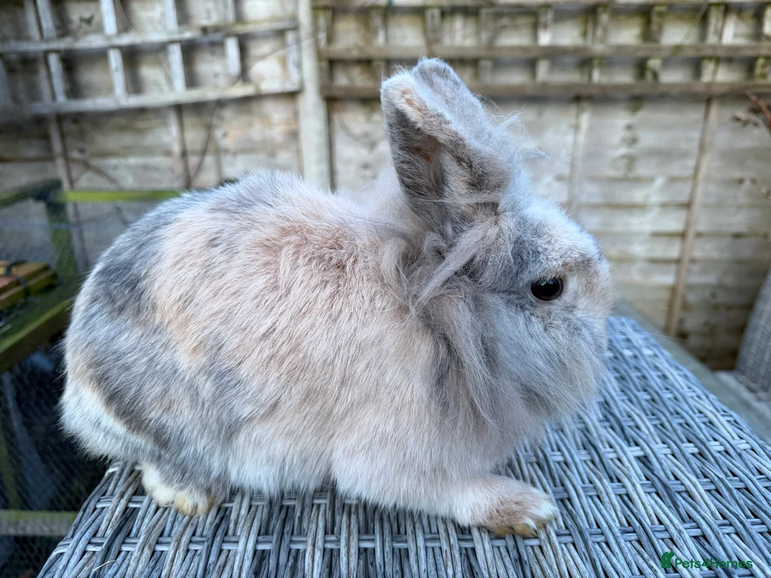 Lionhead rabbits for sale: Gorgeous female lionhead  - Advert 3
