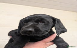 Labrador Retriever dogs for sale: Gorgeous Labrador Puppies for sale - Image 2