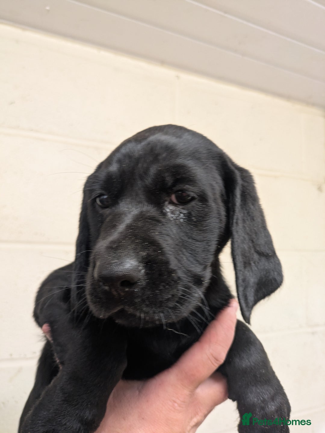 Labrador Retriever dogs for sale: Gorgeous Labrador Puppies for sale - Image 2