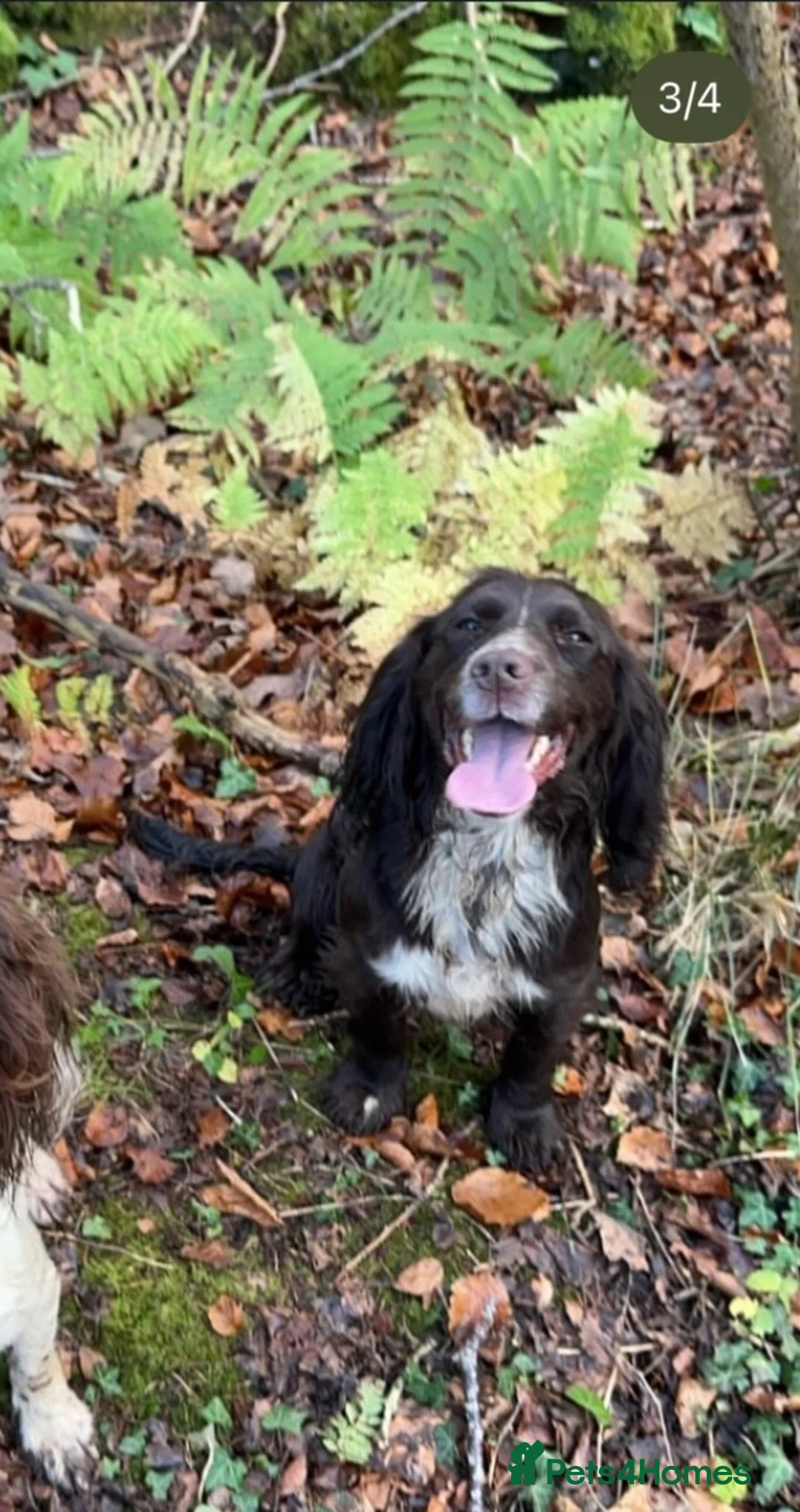 Cocker Spaniel dogs for sale: Cocker and springer spaniels - Advert 2