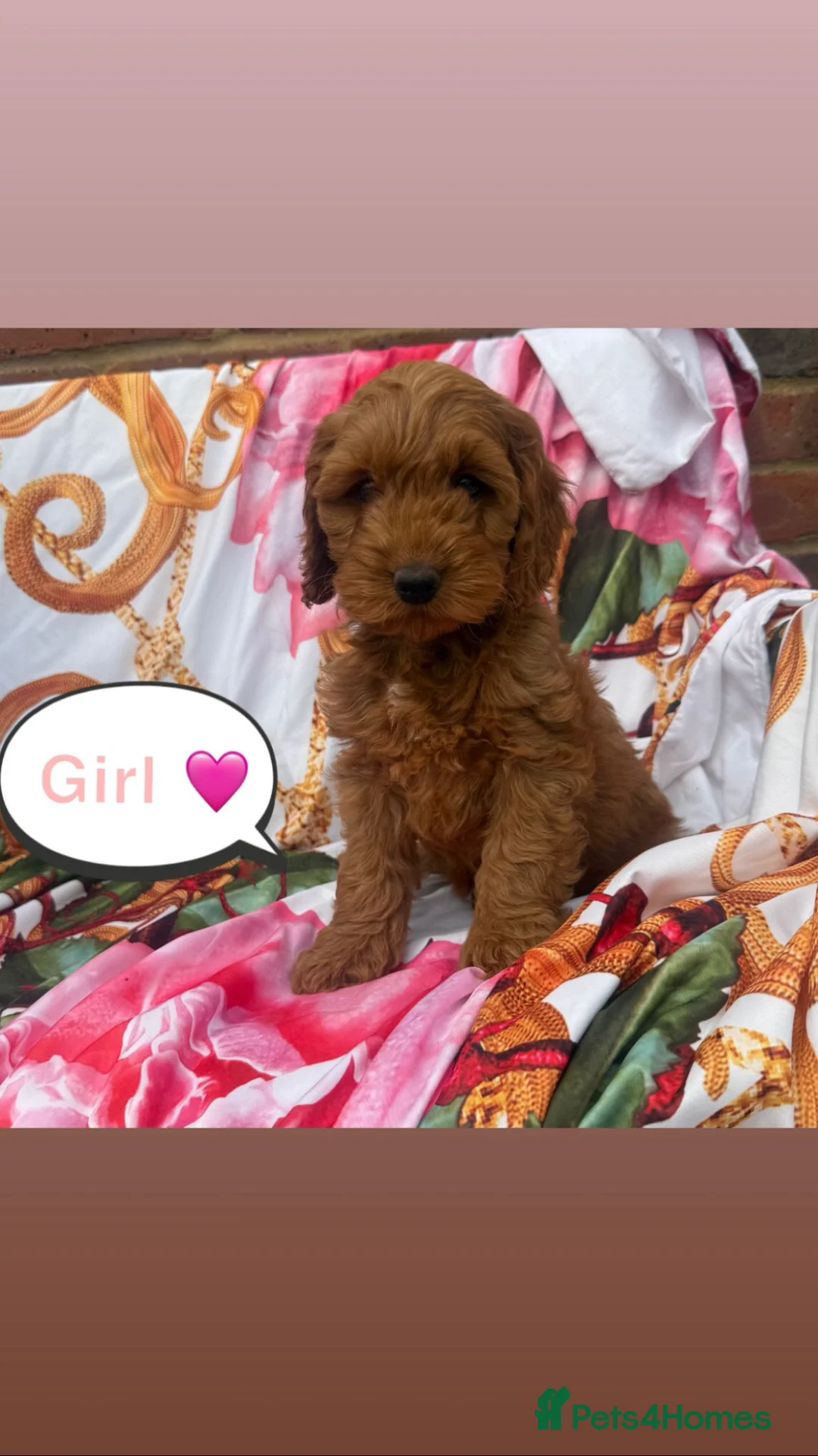 Cockapoo dogs for sale: Cockapoo puppies for sale  - Advert 2