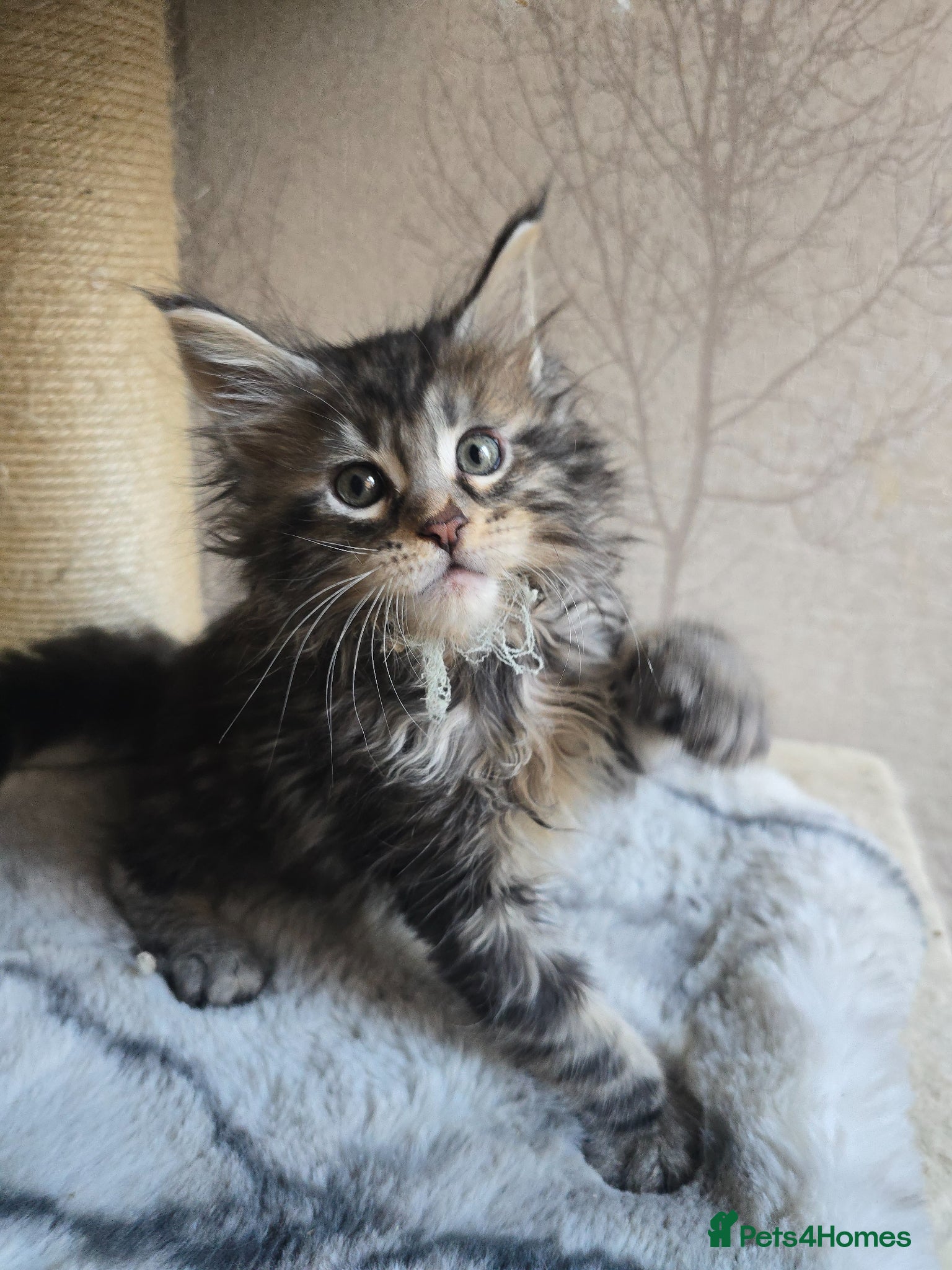 Maine Coon cats LAST 2 BOYS!! TiCA Registered Maine Coon Kittens - Advert 2
