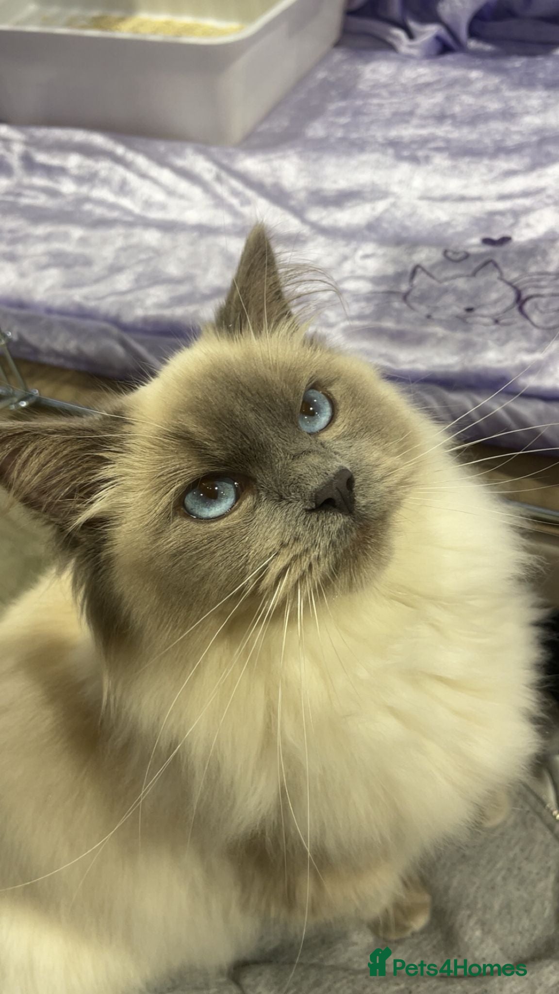 Ragdoll cats GCCF Registered Active Male - Advert 2