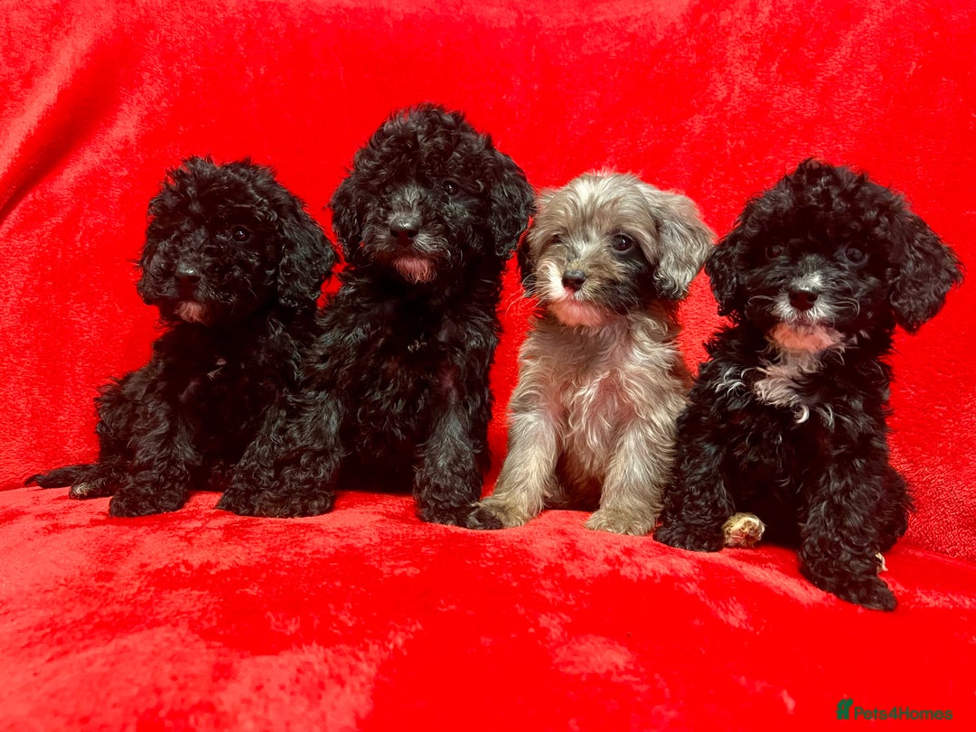 Cockapoo dogs for sale: 🐶 3 Left- Ready to Leave 🐶 - Advert 6