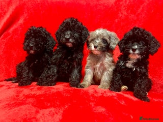 Cockapoo dogs 🐶4 F1 Cockerpoo Pups – Merles & Black/White 🐶 - Advert 4