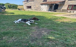 Jack Russell dogs for sale: Beautiful Stocky Short Terriers - Image 3