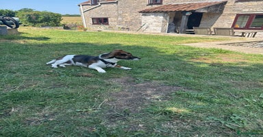 Jack Russell dogs - Advert 7