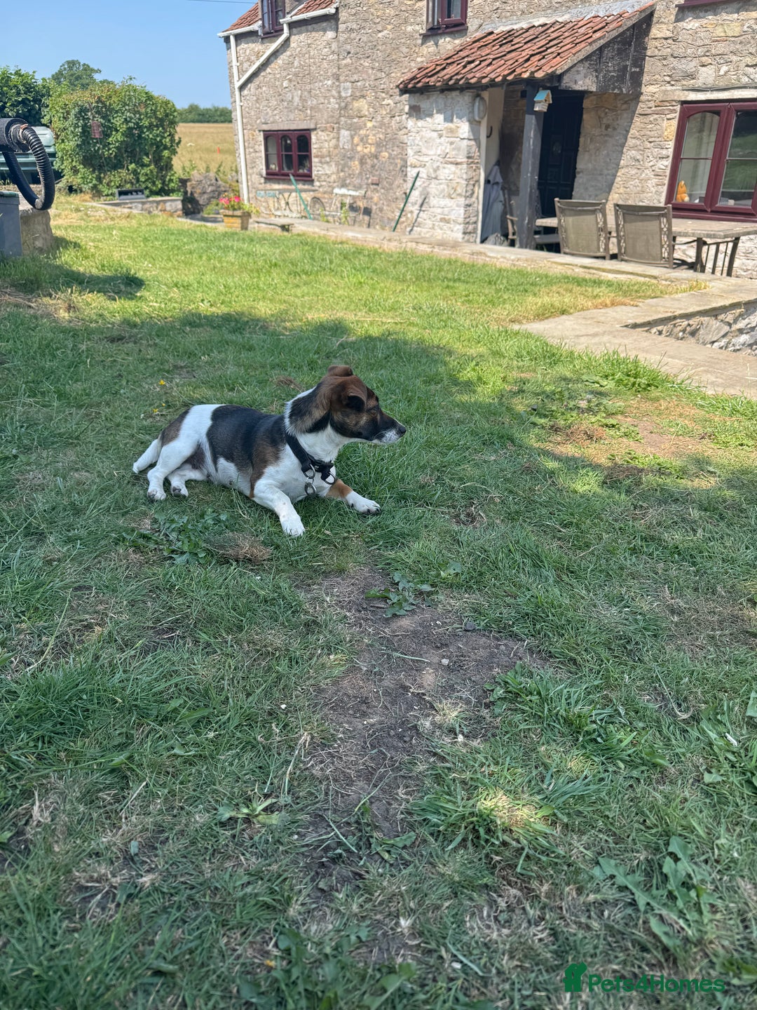 Jack Russell dogs for sale: Beautiful Stocky Short Terriers - Image 3