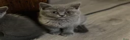 British Shorthair cats for sale: READY NOW / Adorable Blue kittens - Advert 3
