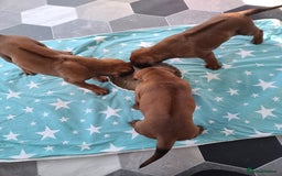 Rhodesian Ridgeback dogs for sale: Super chunky Rhodesian Ridgeback puppy - Image 10