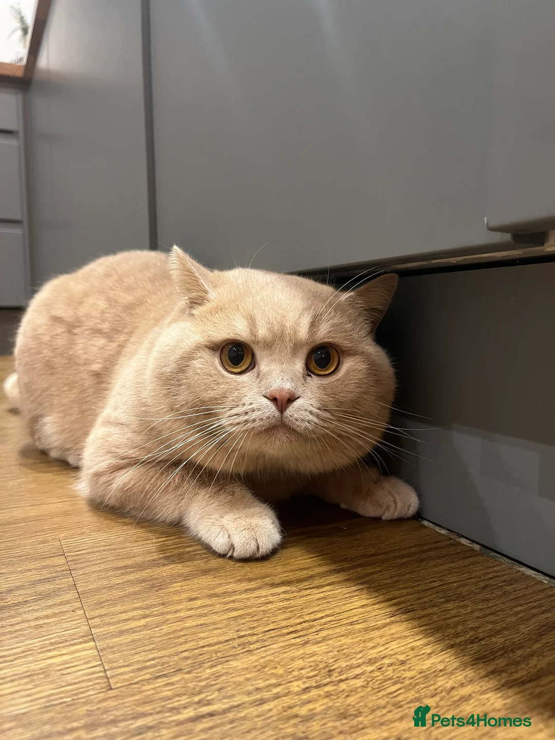 British Shorthair cats for sale: Lovely friendly British shorthair male  - Advert 2